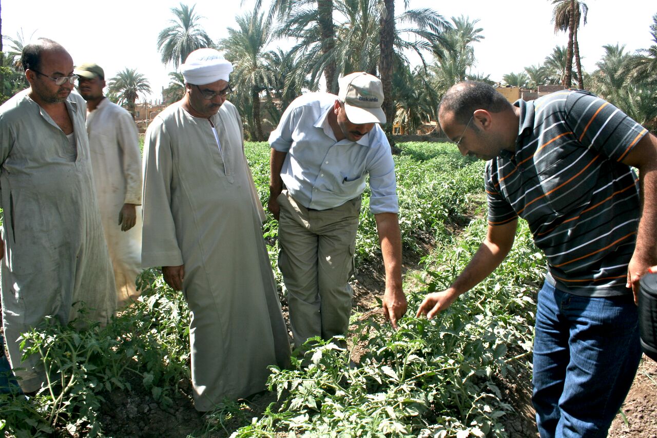 Agric Business in Egypt