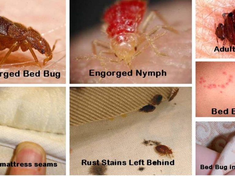 How to Get Rid of Bedbugs