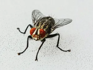 How to Get Rid of Houseflies